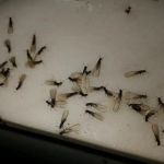 Mantis Exterminating