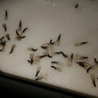 Mantis Exterminating ico