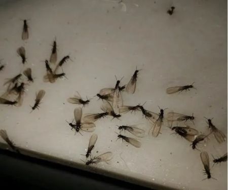Mantis Exterminating