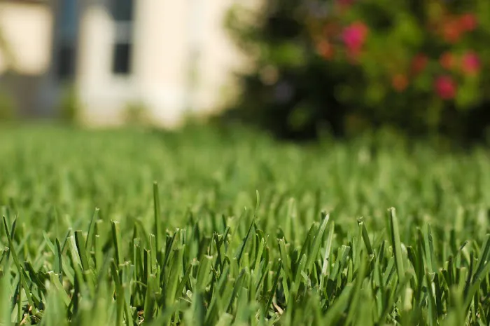 Tailor Made Lawns Picture 5