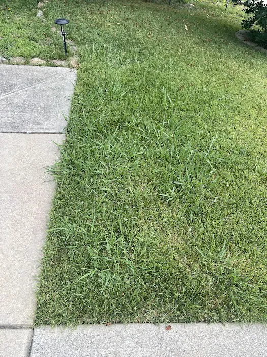 Tailor Made Lawns Picture 6