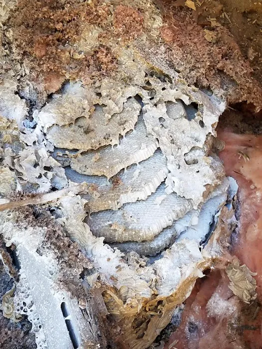 Bee Leave Pest & Termite Picture 4