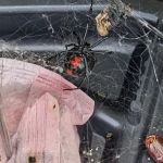 Mize Pest Control