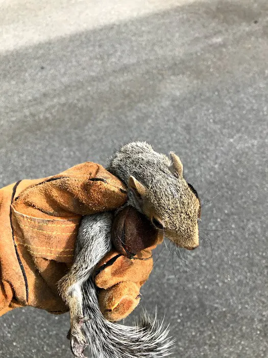 Roger's Wildlife Control LLC Picture 5