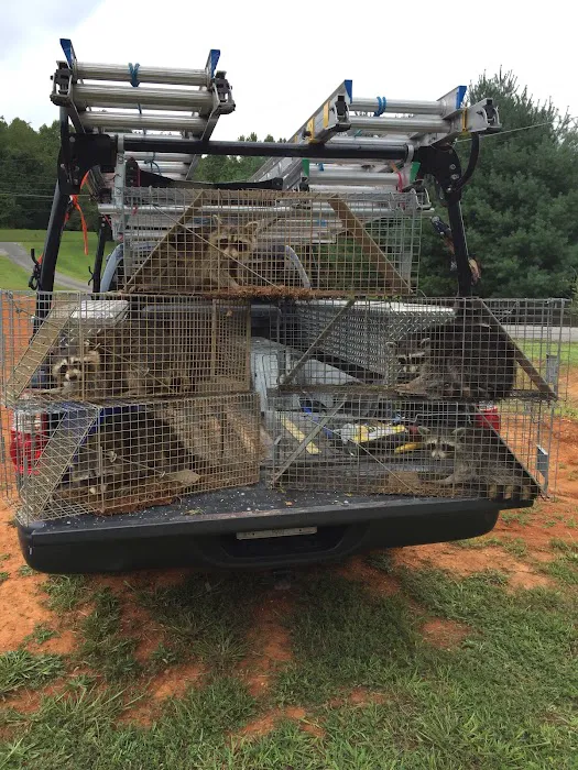 Roger's Wildlife Control LLC Picture 6