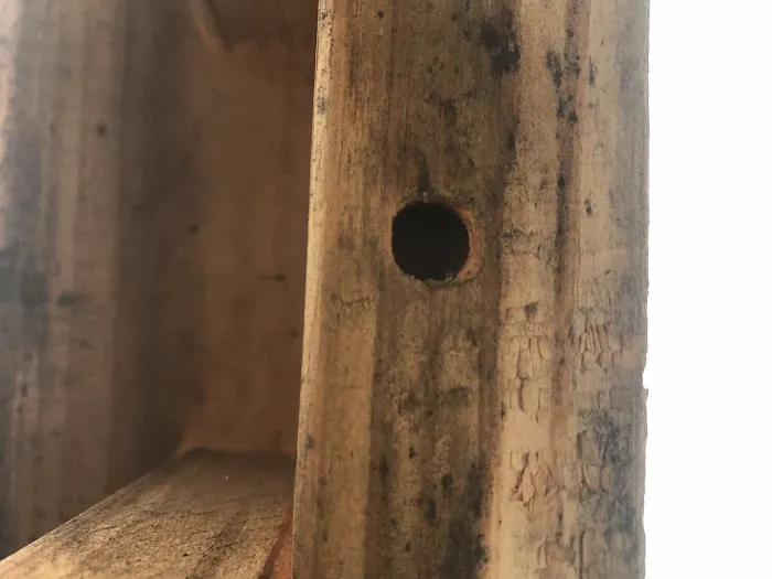 Ranger Pest Control Picture 1