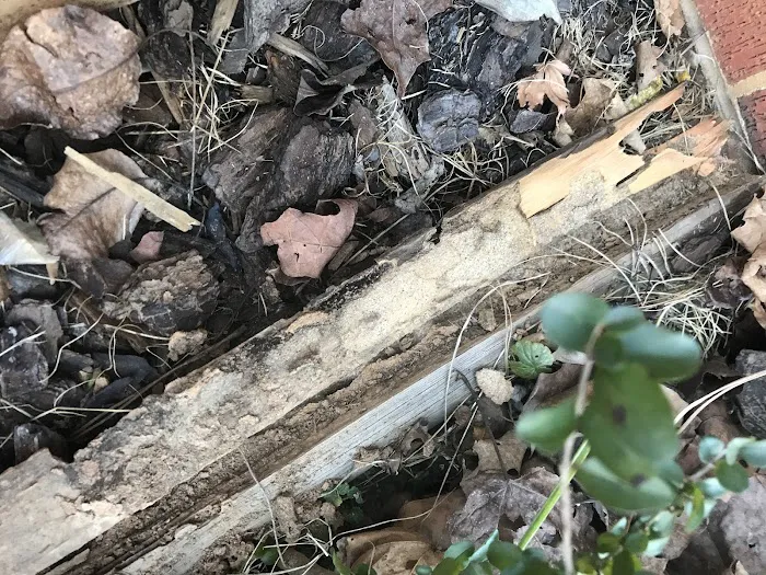 Ranger Pest Control Picture 3