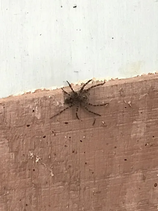 Ranger Pest Control Picture 6