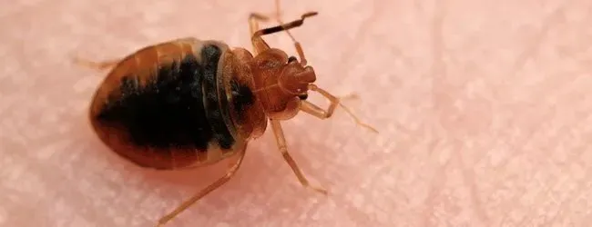 Safe-Way Pest Control Inc Picture 1