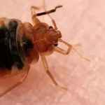 Safe-Way Pest Control Inc