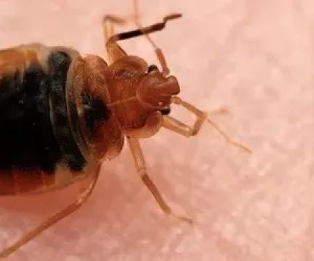 Safe-Way Pest Control Inc