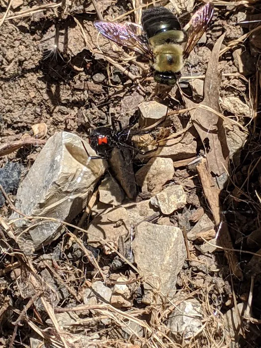 Safe-Way Pest Control Inc Picture 3