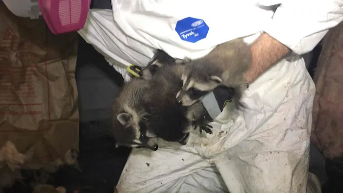 Complete Animal Removal Picture 4