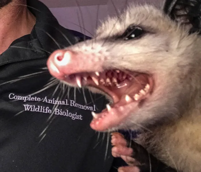 Complete Animal Removal Picture 1