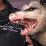 Complete Animal Removal