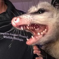 Complete Animal Removal ico