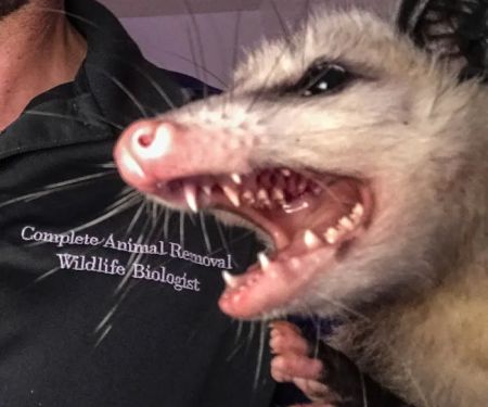 Complete Animal Removal