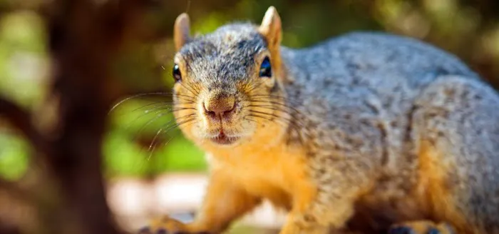 Varmint Gone Cornelius Picture 1