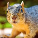 Varmint Gone Cornelius