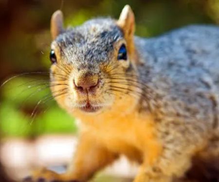 Varmint Gone Cornelius