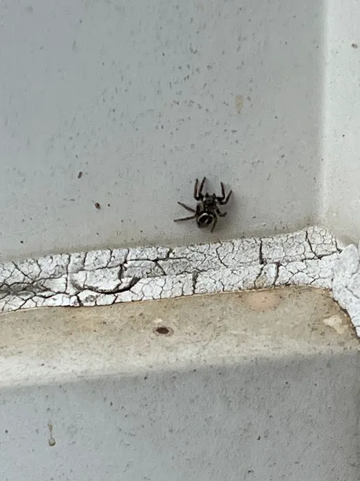 Firefly Pest Control Picture 8