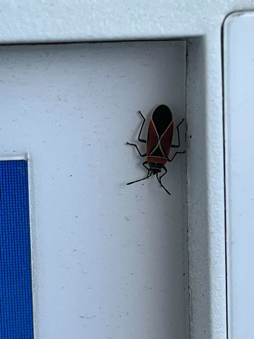 Firefly Pest Control Picture 6