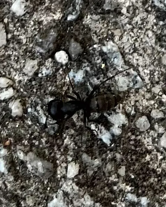 Firefly Pest Control Picture 7
