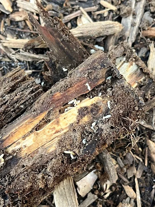 A-1 Pest Control Picture 10
