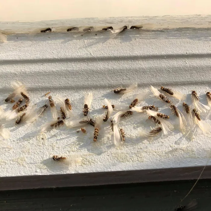 Hunt Pest Service Picture 10