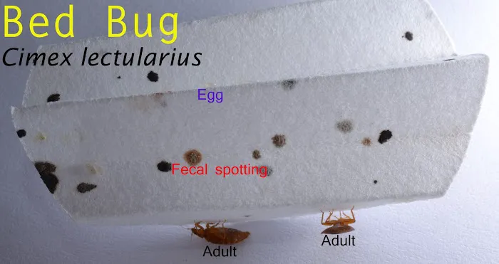 Hunt Pest Service Picture 1