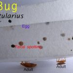 Hunt Pest Service