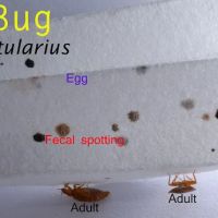 Hunt Pest Service ico