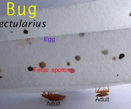Hunt Pest Service