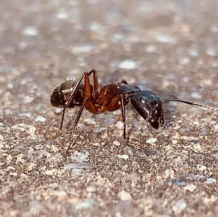 Hunt Pest Service Picture 7