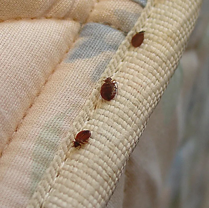 Hunt Pest Service Picture 9