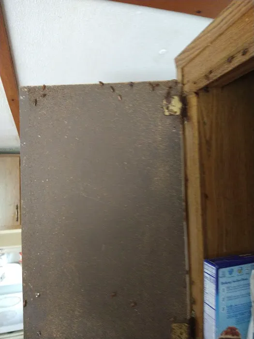 Bugs R Us Pest Control Picture 1