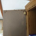 Bugs R Us Pest Control