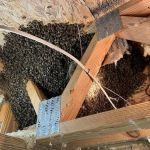 Foothills Bee Company