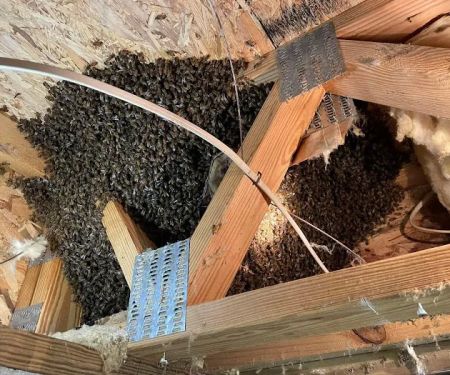 Foothills Bee Company
