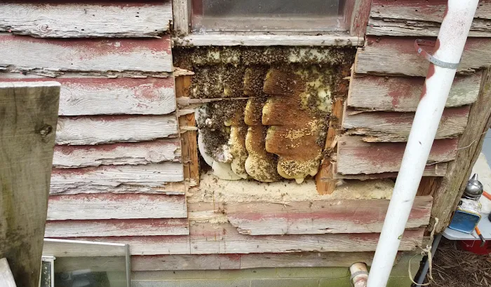 Foothills Bee Company Picture 3