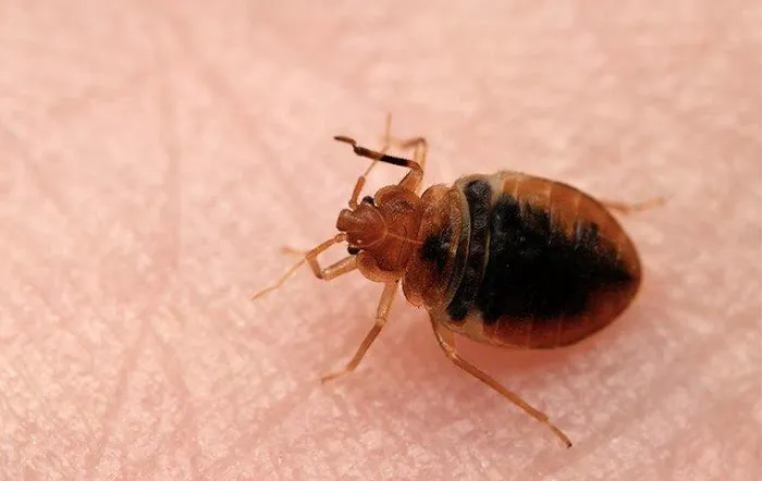 Noble Pest Solutions Picture 3
