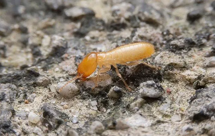 Noble Pest Solutions Picture 7