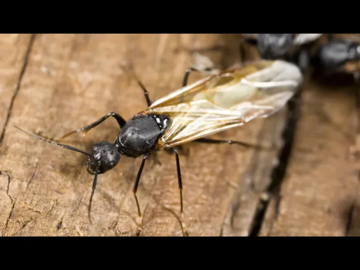 Eco Pest Solutions Picture 2