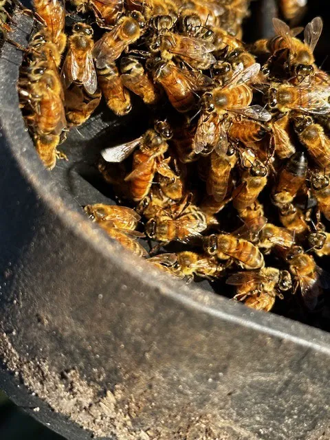 Outer Banks Pest Control Picture 7