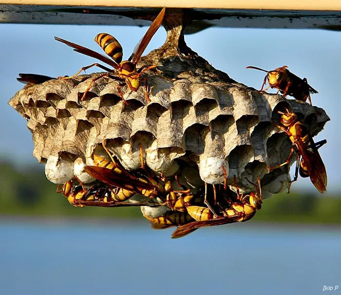 Outer Banks Pest Control Picture 8