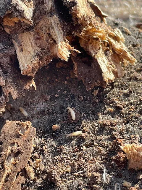 Outer Banks Pest Control Picture 2