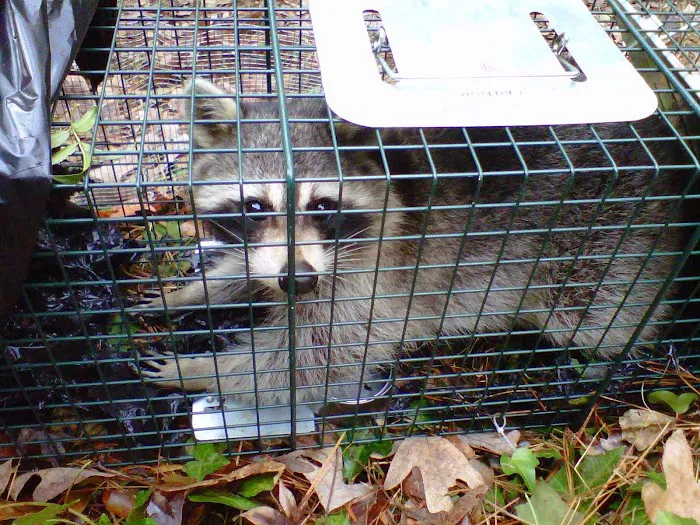Southern Wildlife and Bat Control Picture 1