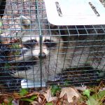 Southern Wildlife and Bat Control