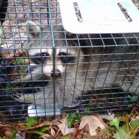 Southern Wildlife and Bat Control ico