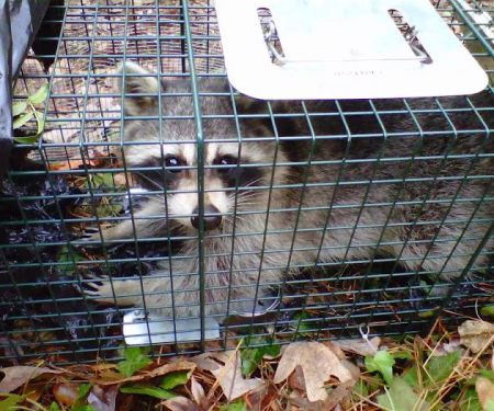Southern Wildlife and Bat Control